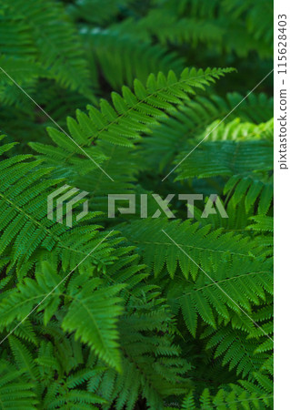 Fern/Forest Image 115628403