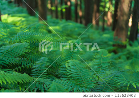 Fern/Forest Image Fern/Forest Image 115628408