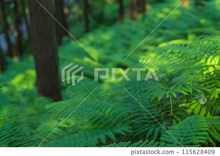 Fern/Forest Image 115628409