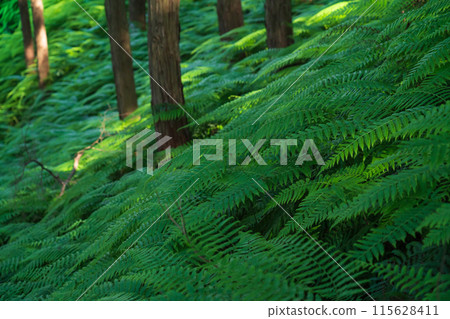 蕨類植物/森林影像 蕨類植物/森林影像 115628411