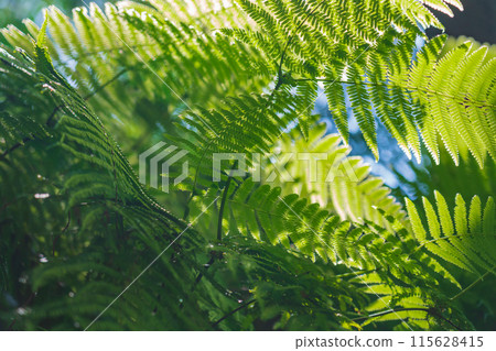 蕨類植物/森林影像 115628415