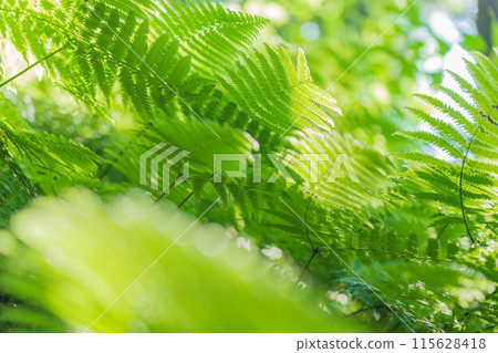 Fern/Forest Image 115628418
