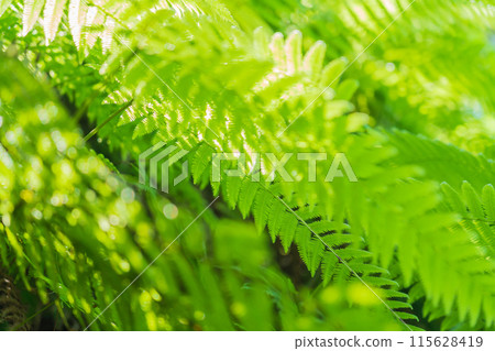 Fern/Forest Image 115628419