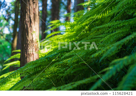 蕨類植物/森林影像 115628421