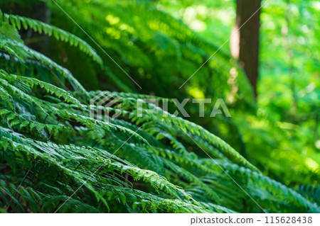 蕨類植物/森林影像 蕨類植物/森林影像 115628438
