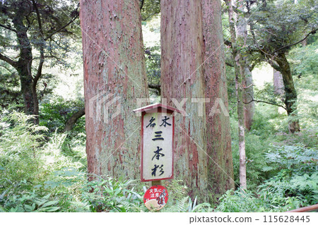 The Three Cedars of Kasamori Temple, Chiba Prefecture The Three Cedars of Kasamori Temple, Chiba Prefecture 115628445