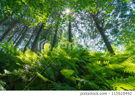 Fern/Forest Image 115628492