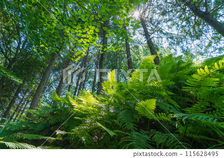 Fern/Forest Image Fern/Forest Image 115628495