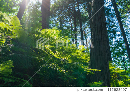 Fern/Forest Image Fern/Forest Image 115628497