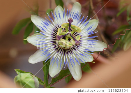 Passionflower flowers 115628504