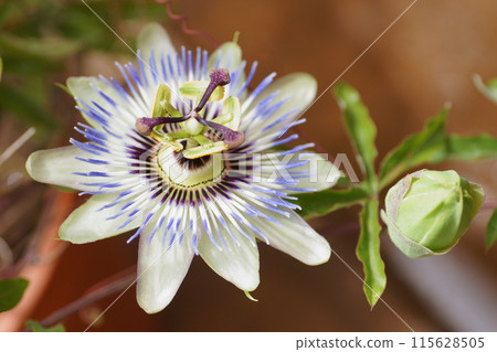 Passionflower flowers Passionflower flowers 115628505