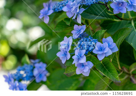 Blue hydrangea 115628691