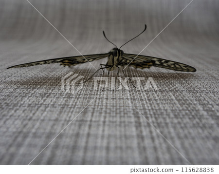 Swallowtail butterfly walking on fabric 115628838