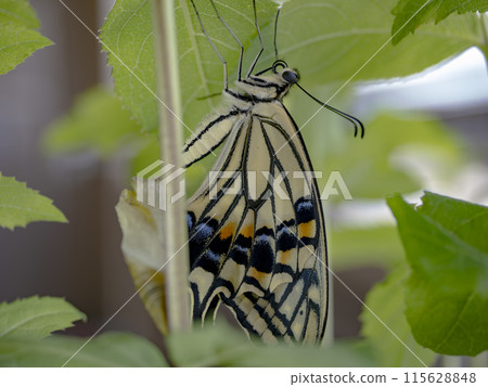 Swallowtail butterfly after molting 115628848