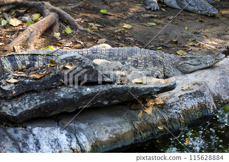 The thai crocodile rest on the garden The thai crocodile rest on the garden 115628884
