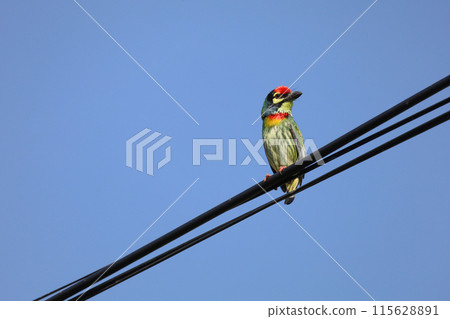 The colorful Oriole bird is live in nature on power line at thailand The colorful Oriole bird is live in nature on power line at thailand 115628891