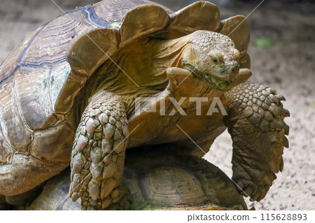 Close up head Sulcata tortoise in the garden at thailand Close up head Sulcata tortoise in the garden at thailand 115628893