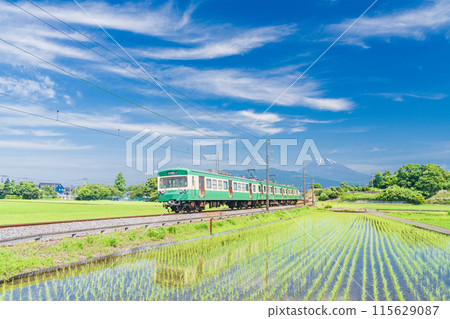 （靜岡縣）伊豆箱根鐵道列車穿過插秧後的稻田 115629087