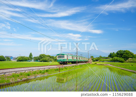 （靜岡縣）伊豆箱根鐵道列車穿過插秧後的稻田 115629088