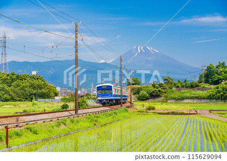 (Shizuoka Prefecture) An Izu Hakone Railway train running through rice paddies after rice planting has been completed 115629094