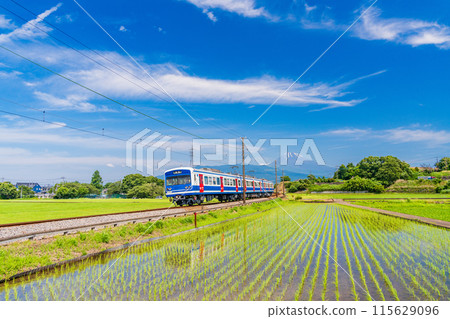 (Shizuoka Prefecture) An Izu Hakone Railway train running through rice paddies after rice planting has been completed 115629096