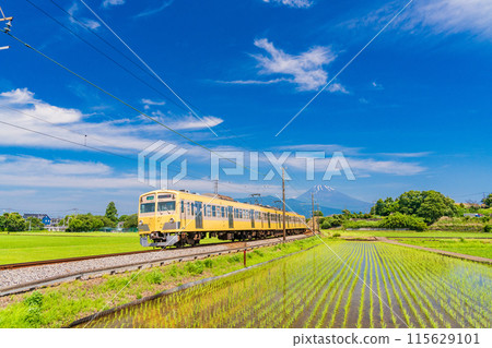 (Shizuoka Prefecture) An Izu Hakone Railway train running through rice paddies after rice planting has been completed 115629101