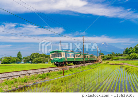 (Shizuoka Prefecture) An Izu Hakone Railway train running through rice paddies after rice planting has been completed 115629103