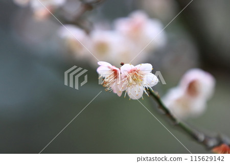 Plum blossoms telling the arrival of spring 115629142