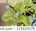 多年生布魯內拉傑克霜花 115629176