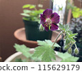 多年生黑花歐洲花 115629179