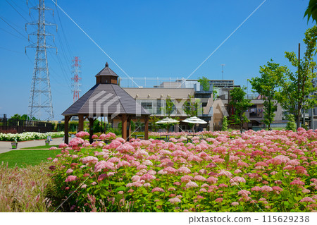 Pink Annabelle Garden Miyamae Park 115629238