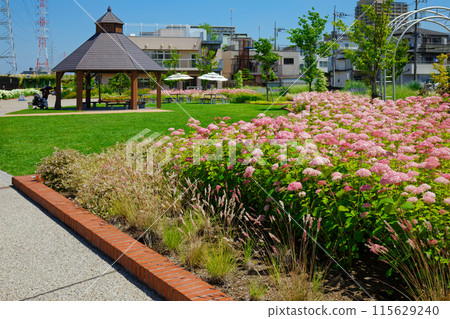 粉紅安娜貝爾花園 宮前公園 粉紅安娜貝爾花園 宮前公園 115629240