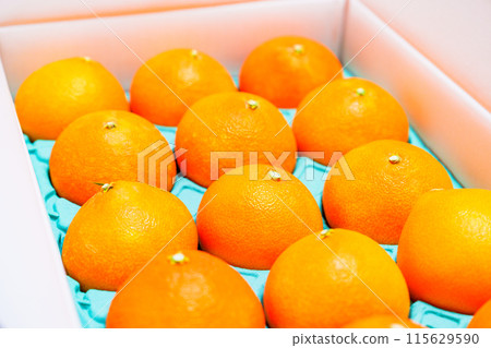禮品盒裝柑橘【柑橘故裡捐稅圖片】 115629590