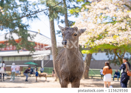 【春天】奈良公園的鹿【櫻花】 115629598