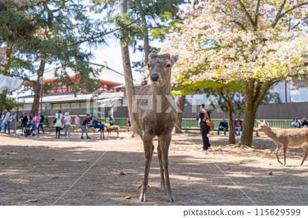 [Spring] Deer in Nara Park [Cherry Blossoms] 115629599