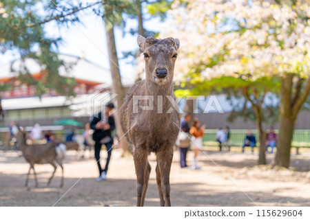[Spring] Deer in Nara Park [Cherry Blossoms] 115629604