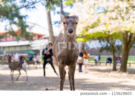 【春天】奈良公園的鹿【櫻花】 115629605