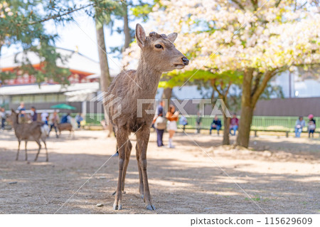 【春天】奈良公園的鹿【櫻花】 【春天】奈良公園的鹿【櫻花】 115629609