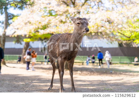 【春天】奈良公園的鹿【櫻花】 115629612