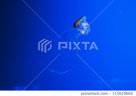 macro photography underwater northern sea nettle or brown jellyfish jellyfish macro photography underwater northern sea nettle or brown jellyfish jellyfish 115629668