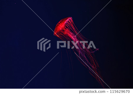 Shooting macro Chrysaora pacifica underwater Shooting macro Chrysaora pacifica underwater 115629670