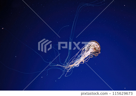 macro photography underwater northern sea nettle or brown jellyfish jellyfish 115629673