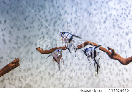 Underwater shot of fish pterophyllum scalare altum 115629680