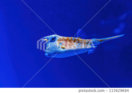 Underwater shot of fish Lactoria cornuta 115629684