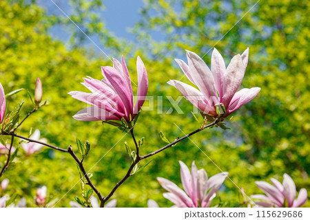 beautiful magnolia bloom against the blue sky beautiful magnolia bloom against the blue sky 115629686