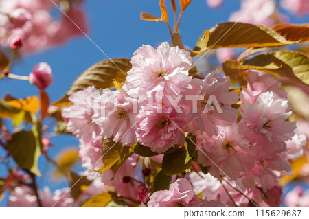 sakura blossom, sakura branches against the blue sky close-up sakura blossom, sakura branches against the blue sky close-up 115629687