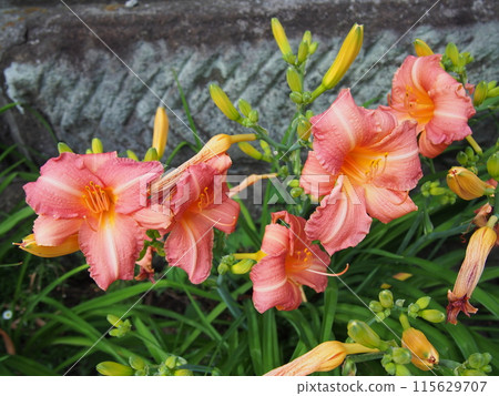 Hemelocalis flowers Hemelocalis flowers 115629707