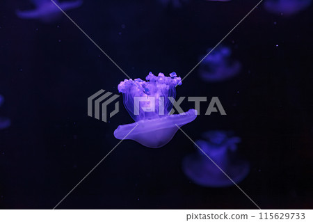 underwater shooting of beautiful Cotylorhiza tuberculata underwater shooting of beautiful Cotylorhiza tuberculata 115629733