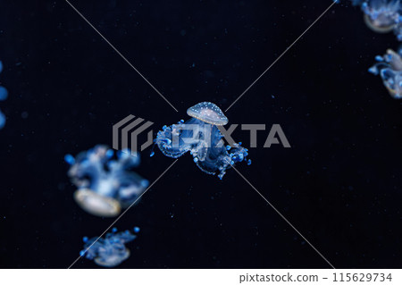 underwater shot of a beautiful Australian Spotted Jellyfish underwater shot of a beautiful Australian Spotted Jellyfish 115629734