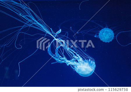 underwater shot of beautiful Chrysaora quinquecirha 115629738